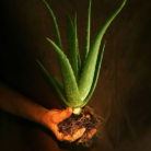 aloe-vera-oil-3.png