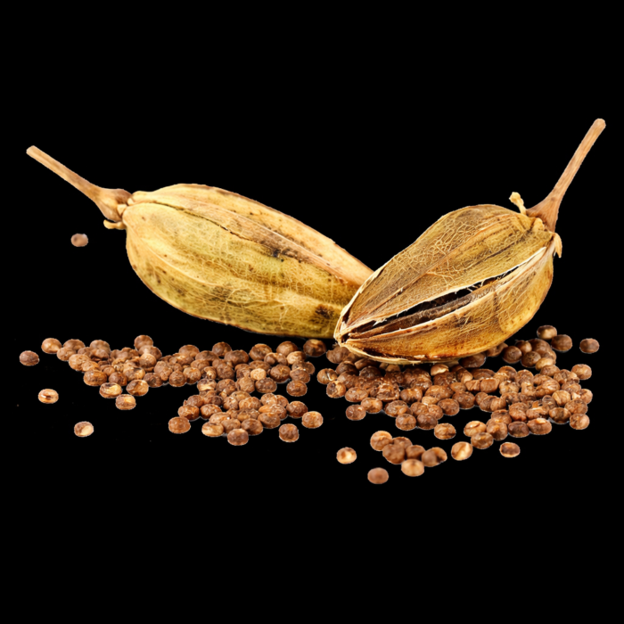 ambrette-seed-oil-2.png