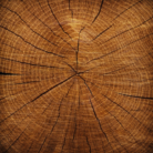 amyris-oil-1.png