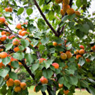 apricot-kernel-carrier-oil-1.jpg