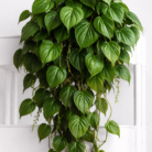 betel-leaf-oil-1.png