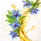 borage-carrier-oil-2.png