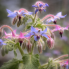 borage-carrier-oil-3.png
