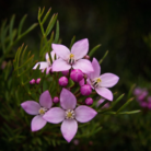 boronia-absolute-oil-2.png