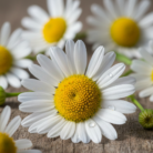 chamomile-blue-water-3.png