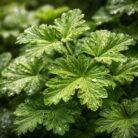 geranium-leaf-absolute-oil-2.jpg