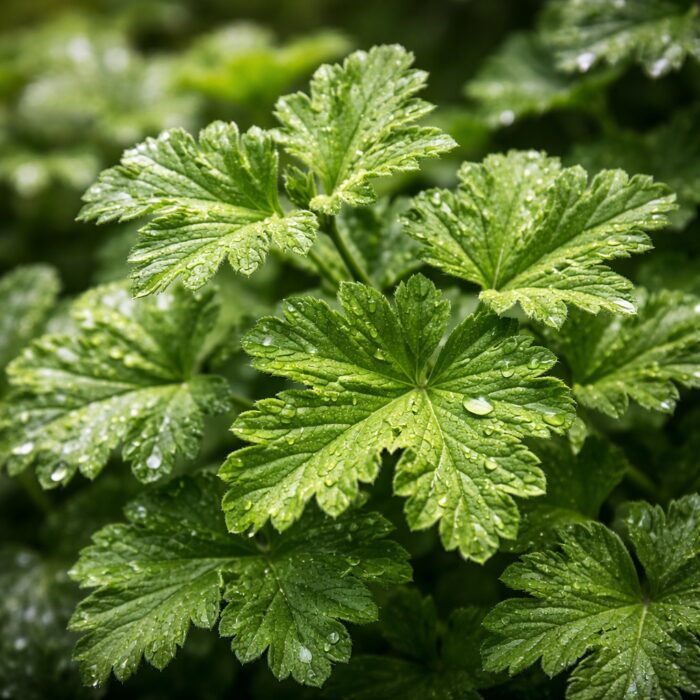 geranium-leaf-absolute-oil-2.jpg