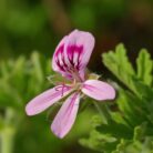 geranium-leaf-absolute-oil-3.jpg