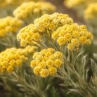 helichrysum-absolute-oil-2.jpg
