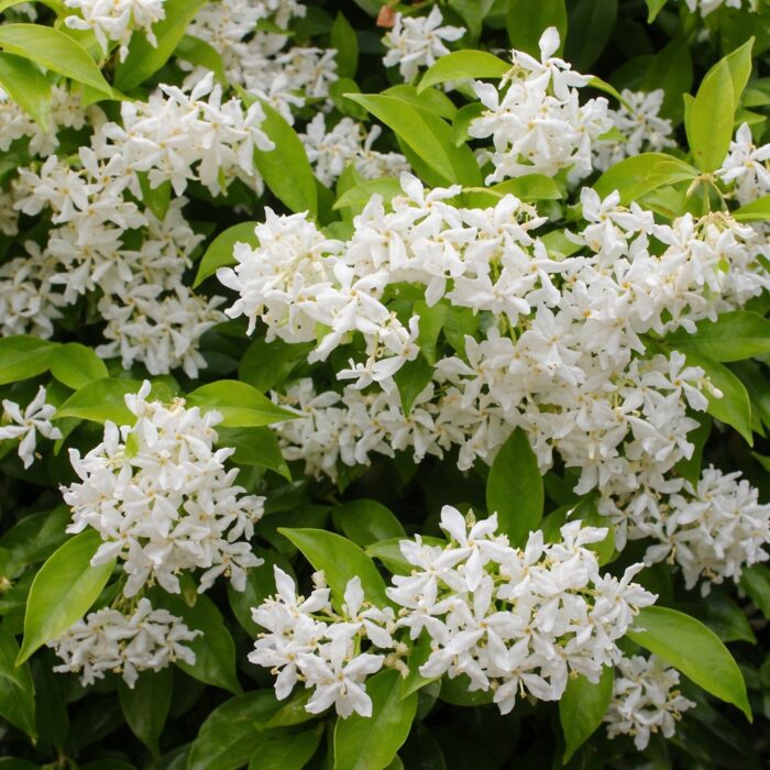 jasmine-grandiflorum-absolute-oil-3.jpg jasmine-grandiflorum-absolute-oil-3.jpg