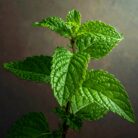 mentha-piperata-oil-oil-peppermint-ex-pipe-2.jpg