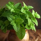 mentha-piperata-oil-oil-peppermint-ex-pipe-3.jpg