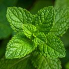 mentha-spearmint-oil-3.jpg