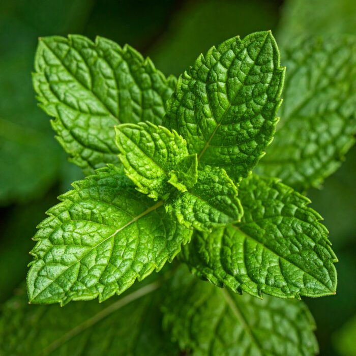 mentha-spearmint-oil-3.jpg mentha-spearmint-oil-3.jpg