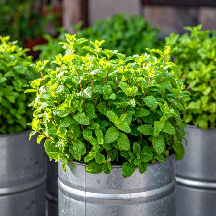 menthone-75-23-3.jpg menthone-75-23-3.jpg