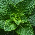mint-terpenes-crude-3.jpg