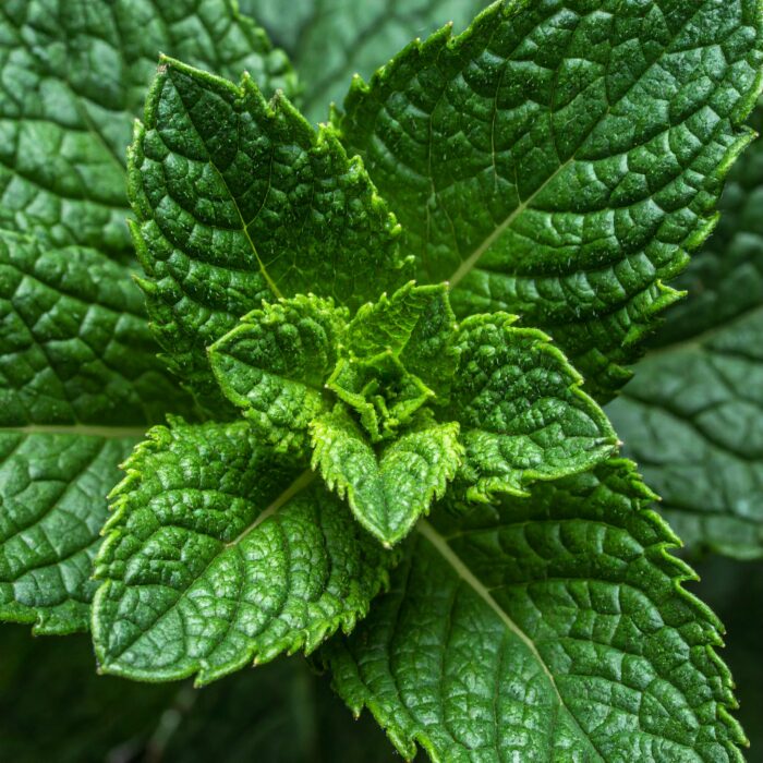 mint-terpenes-crude-3.jpg