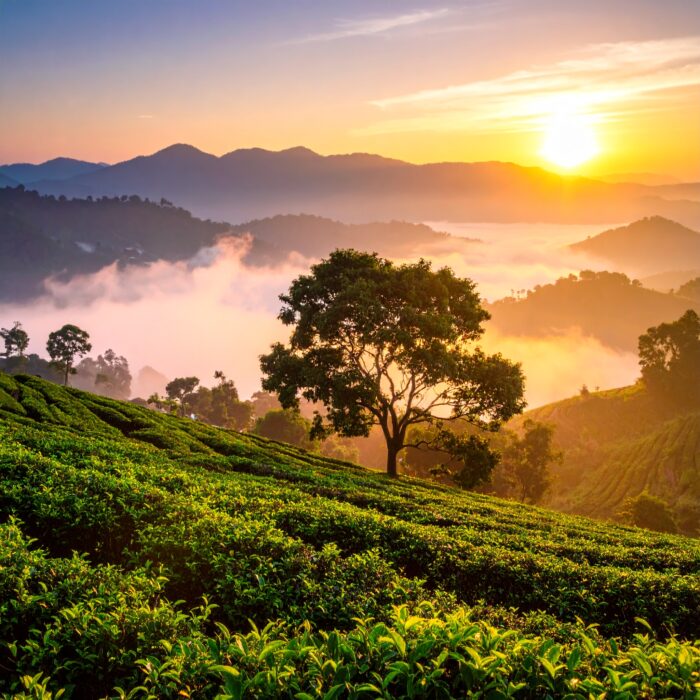 tea-tree-oil-2.jpg tea-tree-oil-2.jpg