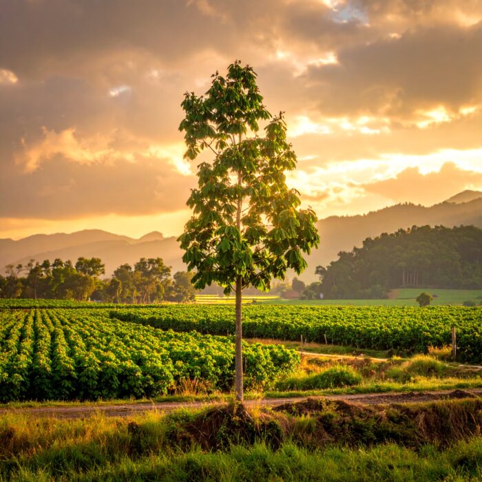 tolu-balsam-oil-3.jpg tolu-balsam-oil-3.jpg