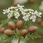 ajowan-certified-organic-oil-2.png