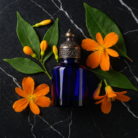 attar-hina-1.png