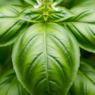 basil-co2-extract-oil-2.png