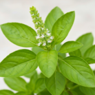 basil-therapeutic-grade-oil-2.png
