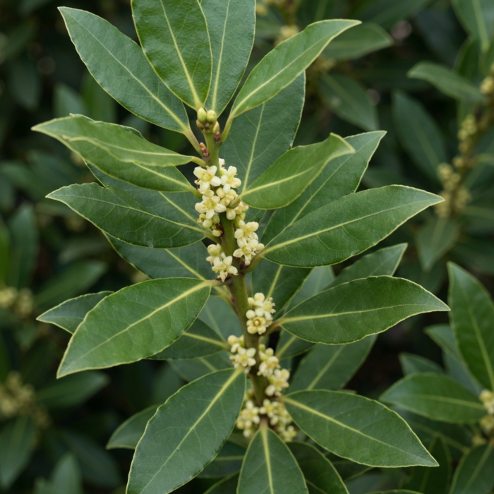 bay-leaf-oil-2.png