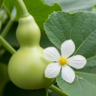 bottle-gourd-lauki-oil-2.png