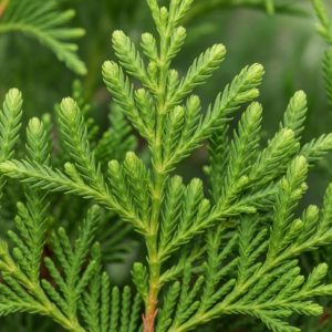 cedar-leaf-oil-2.png