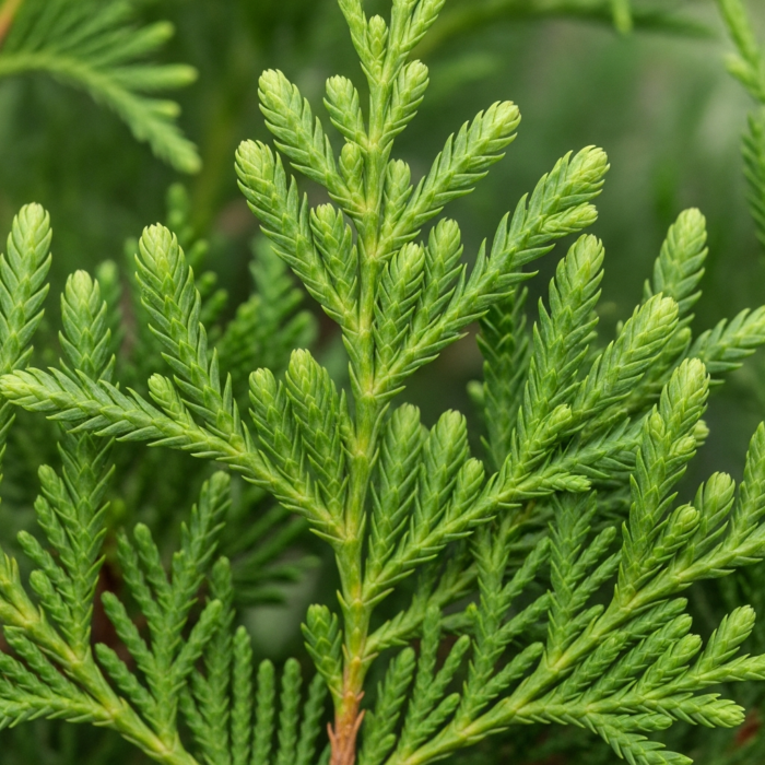 cedar-leaf-oil-2.png