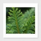cedar-leaf-thuja-water-2.png