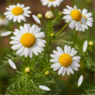 chamomile-oil-2.png