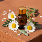 chamomile-wild-oil-morocco-1.png