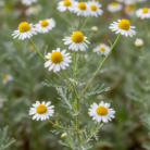 chamomile-wild-oil-morocco-2.png