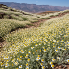 chamomile-wild-oil-morocco-3.png