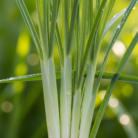 citronella-oil-certified-organic-2.png