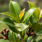 clove-leaf-certified-organic-oil-2.png