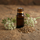 cumin-seed-oil-1.png