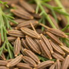 cumin-therapeutic-grade-oil-2.png