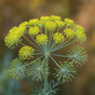 dill-seed-oil-2.png