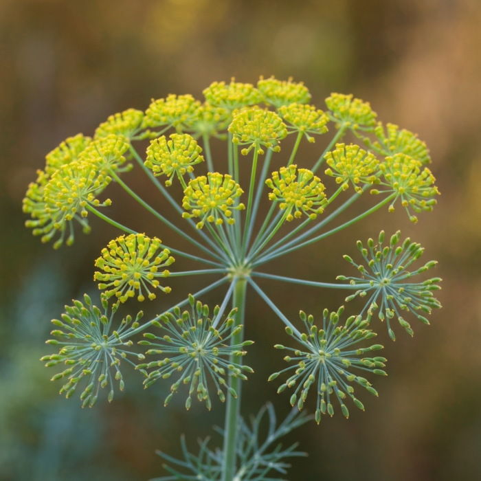 dill-seed-oil-2.png