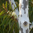 eucalyptus-citriodora-oil-2.png