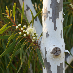 eucalyptus-citriodora-oil-2.png
