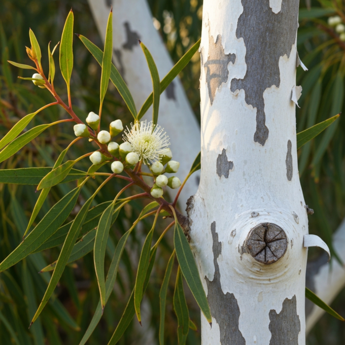 eucalyptus-citriodora-oil-2.png eucalyptus-citriodora-oil-2.png