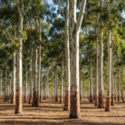 eucalyptus-citriodora-oil-3.png