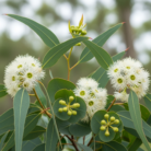 eucalyptus-globulus-oil-2.png