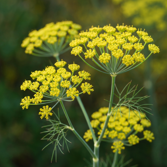 fennel-oil-2.png fennel-oil-2.png
