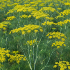 fennel-oil-3.png