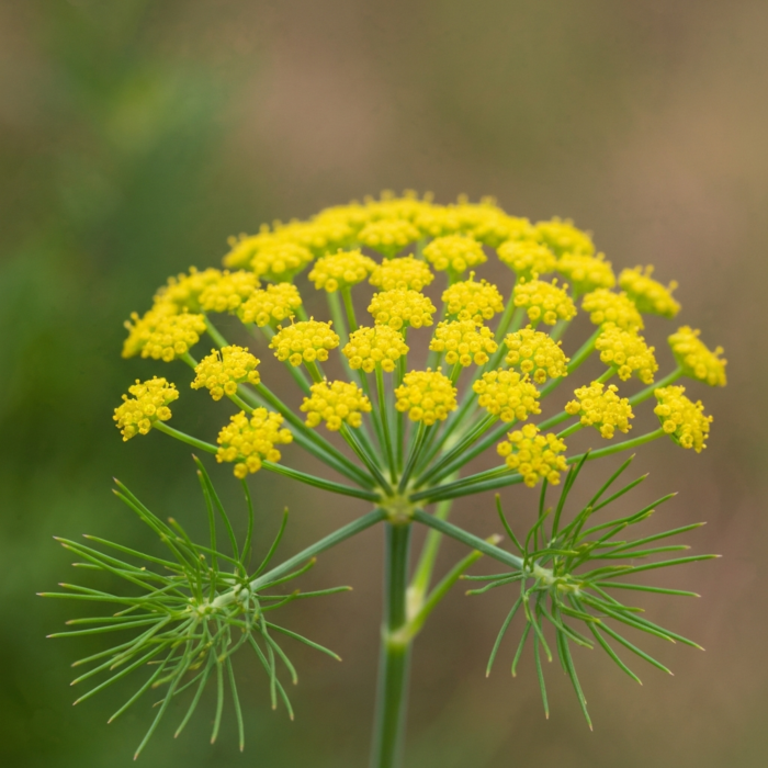 fennel-sweet-oil-2.png